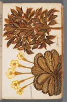 Picture 3 of 22 from Collection of seventy-eight water color plates of plants (1700), leaf 27