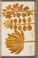 Picture 6 of 22 from Collection of seventy-eight water color plates of plants (1700), leaf 37