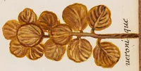 Picture 7 of 22 from Collection of seventy-eight water color plates of plants (1700), leaf 47