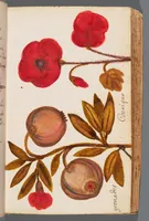 Picture 9 of 22 from Collection of seventy-eight water color plates of plants (1700), leaf 53