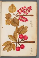 Picture 2 of 22 from Collection of seventy-eight water color plates of plants (1700), leaf 9