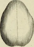 An illustration from Collections of travels through Turkey into Persia, and the East-Indies : Giving an account of the present state of those countries ... (1684)