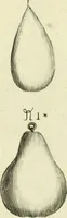 Picture 48 of 80 from Collections of travels through Turkey into Persia, and the East-Indies : Giving an account of the present state of those countries ... (1684), leaf 468