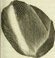 An illustration from Collections of travels through Turkey into Persia, and the East-Indies : Giving an account of the present state of those countries ... (1684)