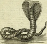 Picture 55 of 80 from Collections of travels through Turkey into Persia, and the East-Indies : Giving an account of the present state of those countries ... (1684), leaf 476