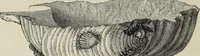 An illustration from Collections towards a history of pottery and porcelain, in the 15th, 16th, 17th, and 18th centuries : with a description of the manufacture, a glossary, and a list of monograms (1850)