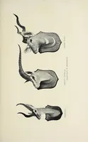 An illustration from A colony in the making, or, Sport and profit in British East Africa (1912)