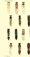 An illustration from Coloration in polistes (1904)