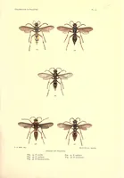 An illustration from Coloration in polistes (1904)
