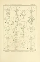 Picture 1 of 14 from Color and color-pattern mechanism of tiger beetles (1917), leaf 247