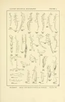 Picture 2 of 14 from Color and color-pattern mechanism of tiger beetles (1917), leaf 287
