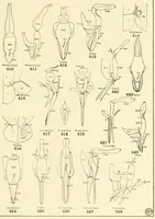 An illustration from Color and color-pattern mechanism of tiger beetles (1917)