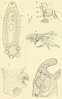 An illustration from Color and color-pattern mechanism of tiger beetles (1917)