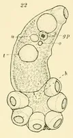 An illustration from Color and color-pattern mechanism of tiger beetles (1917)