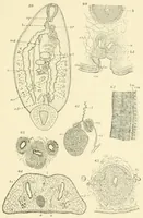 An illustration from Color and color-pattern mechanism of tiger beetles (1917)