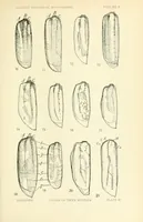 Picture 7 of 14 from Color and color-pattern mechanism of tiger beetles (1917), leaf 551