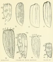 Picture 8 of 14 from Color and color-pattern mechanism of tiger beetles (1917), leaf 555