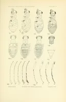 Picture 9 of 14 from Color and color-pattern mechanism of tiger beetles (1917), leaf 563