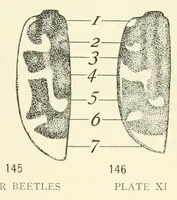 Picture 10 of 14 from Color and color-pattern mechanism of tiger beetles (1917), leaf 569