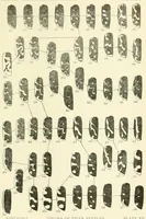 An illustration from Color and color-pattern mechanism of tiger beetles (1917)