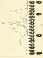 An illustration from Color and color-pattern mechanism of tiger beetles (1917)