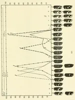 An illustration from Color and color-pattern mechanism of tiger beetles (1917)