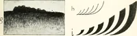 An illustration from Color in everyday life; a manual for lay students, artisaus and artists; the principles of color combination and color arrangement, and their applications in dress, home, business, the theatre and community play (1918)