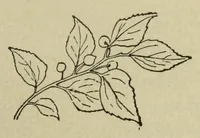 Picture 10 of 14 from Color instruction : suggestions for a course of instruction in color for public schools (1893), leaf 135