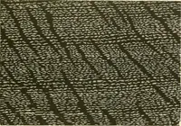 An illustration from The color printer. A treatise on the use of colors in typographic printing (1892)
