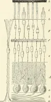 An illustration from Color-vision and color blindness, a practical manual for railroad surgeons (1920)