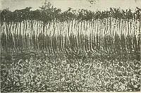 An illustration from Color-vision and color blindness, a practical manual for railroad surgeons (1920)