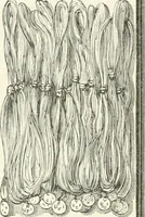 An illustration from Color-vision and color blindness, a practical manual for railroad surgeons (1920)
