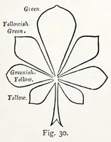Picture 12 of 13 from Colour (1870), leaf 93