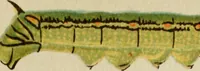 Picture 23 of 47 from Colouration in animals and plants (1886), leaf 110