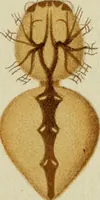 Picture 27 of 47 from Colouration in animals and plants (1886), leaf 116
