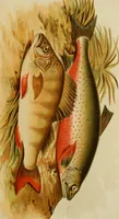 Picture 29 of 47 from Colouration in animals and plants (1886), leaf 122