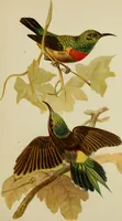 Picture 30 of 47 from Colouration in animals and plants (1886), leaf 126