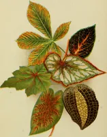 Picture 31 of 47 from Colouration in animals and plants (1886), leaf 133