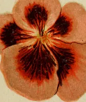 Picture 32 of 47 from Colouration in animals and plants (1886), leaf 136
