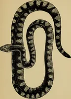 Picture 34 of 47 from Colouration in animals and plants (1886), leaf 148