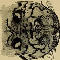 Picture 37 of 47 from Colouration in animals and plants (1886), leaf 154