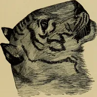 An illustration from Colouration in animals and plants (1886)