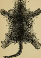 Picture 40 of 47 from Colouration in animals and plants (1886), leaf 158