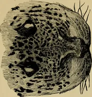 Picture 41 of 47 from Colouration in animals and plants (1886), leaf 160