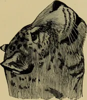 An illustration from Colouration in animals and plants (1886)