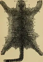 Picture 43 of 47 from Colouration in animals and plants (1886), leaf 162