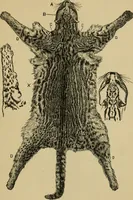 Picture 45 of 47 from Colouration in animals and plants (1886), leaf 166