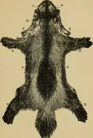 Picture 46 of 47 from Colouration in animals and plants (1886), leaf 168