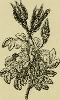Picture 2 of 47 from Colouration in animals and plants (1886), leaf 17