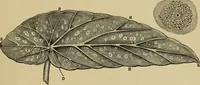 Picture 47 of 47 from Colouration in animals and plants (1886), leaf 170